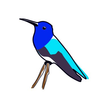 Renkli Colibri kuşu. Logo şirketi için Colibri tasarımı. Tabelayı tasarla. vektör illüstrasyonu 