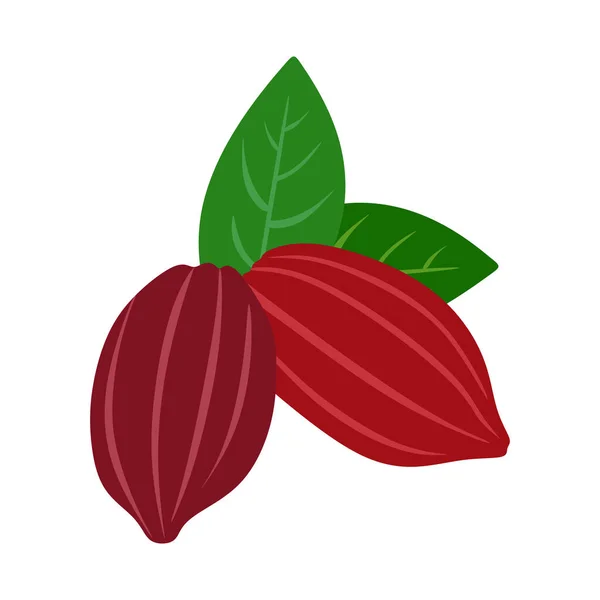 Cacao Dans Vecteur Arbre Cacao Feuilles — Image vectorielle