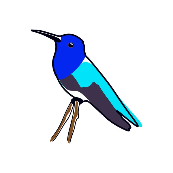 Барвистий Птах Колібрі Дизайн Птаха Colibri Компанії Логотипу Дизайн Знаку — стоковий вектор