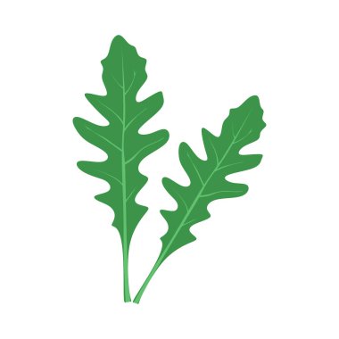 Rugula yaprağı. Rucola, bahçe roketi. Yeşiller, yapraklı sebzeler. Sağlıklı sebze yemeği. Arugula otları, baharatlı. Beyaz arkaplanda izole edilmiş rugula düz vektör çizimi.