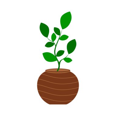 Çaydanlıkta yetişen yeşil bitki. Yaprak bitkisi döşemede. Ev ve ofis iç dekorasyonu. Yapraklı modern ev ağacı. Oda dekorasyonu. Düz vektör çizimi beyaz arkaplanda izole edildi