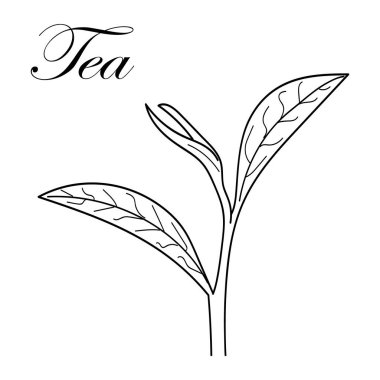 bitki yaprağı ikonu vektör çizim şablonu