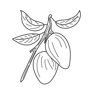 Hand-drawn mango vector illustration. Illustration of food in vector format. a vintage look.