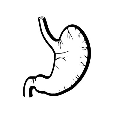 human  stomach vector color illustration