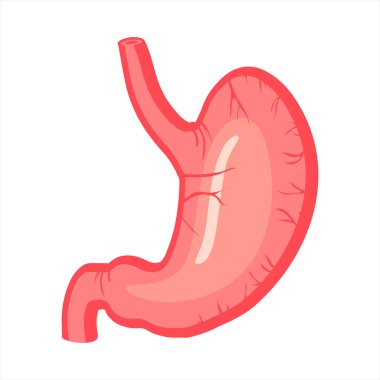 human  stomach vector color illustration