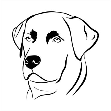 vector illustration of  labrador  head