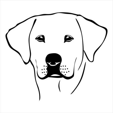 vector illustration of cute labrador