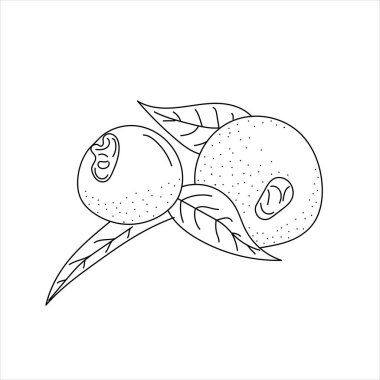 Linear Austromyrtus dulcis. Hand drawn Austromyrtus dulcis. Farm market produce. Food elements collection for design