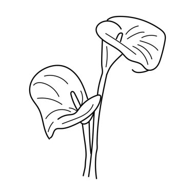 Linear flower calla. Hand drawn illustration Tropical flower calla. minimalistic flowers detailed isolated in white background