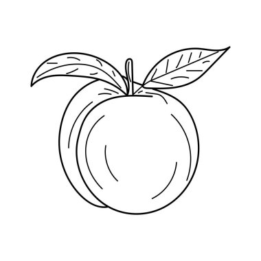  Linear Peach. Hand drawn illustration fruit. Peach isolated in white background. Hand drawn vegetarian fruit illustration for menu, label, icon, cover, social post
