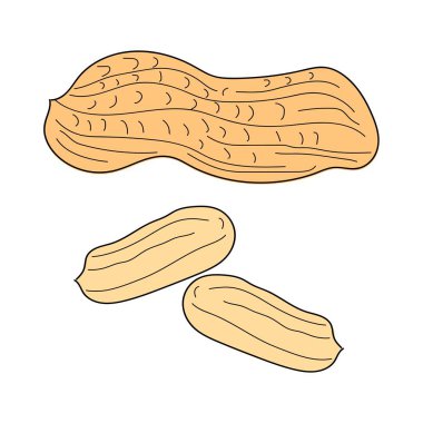 Peanut sketch. hand drawn. vector illustration