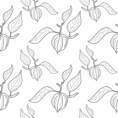 Physalis flower seamless pattern. Linear Physalis flower Pattern on white background. seamless background, vector illustration