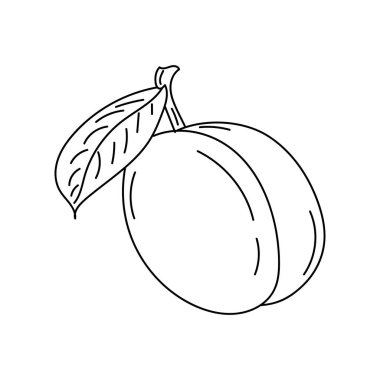hand drawn doodle of Plum fruit in linear style