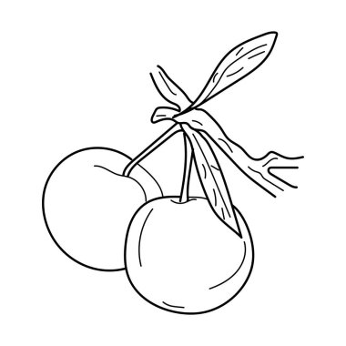 Plum linear in tree. Hand drawn plum isolated on white background