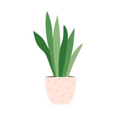 Sansevieria saksısı, yılan fabrikası. Çiçek saksısında büyüyen iç bitki. Yeşil ev yaprağı dekoru. İç dekorasyon, fiyonk kenevir. Düz vektör çizimi beyaz arkaplanda izole edildi