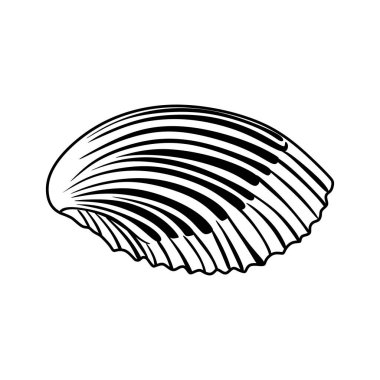 Seashell Vector illustration. Ocean Mollusk Sea Shell on white background. Sea Shell minimal illustration. Vector eps 10.