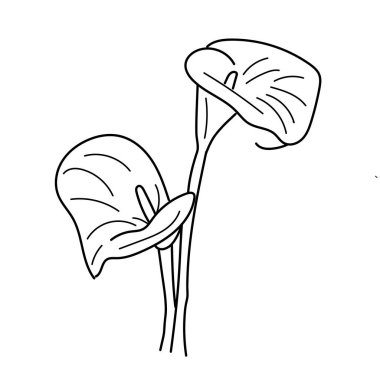 Tropical flower calla by hand drawing