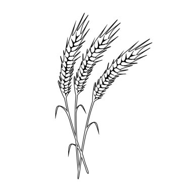 Vector wheat spikelets with grains