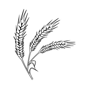 Vector wheat spikelets with grains