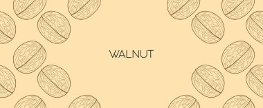 hand drawn Walnuts. vector illustration. sketch style. engraving.