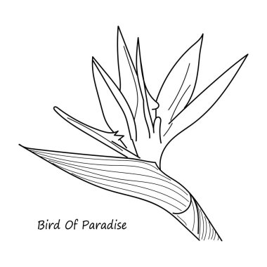 Beyaz arkaplanda el çizimi Cennet Kuşu