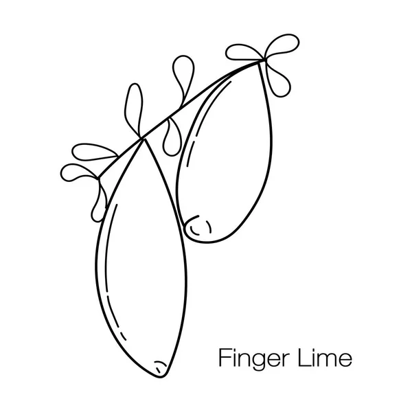 Wektor Ilustracja Finger Lime Drzewa Liną Sztuka Styl — Wektor stockowy