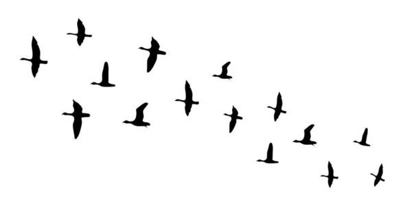 Flying Birds Silhouettes White Background Stock Illustration