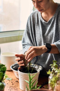 Woman seeding a plant in a table indoors