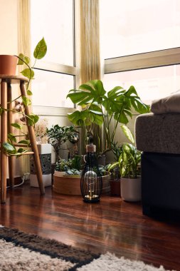 Interior garden with plants, a lamp and a couch