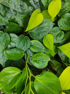 Bahçede büyüyen taze yeşil betel (Piper betle) yaprakları manzarası.