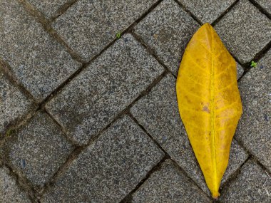 Kuru yaprak kaldırıma düşer. Kopyala veya negatif boşluk