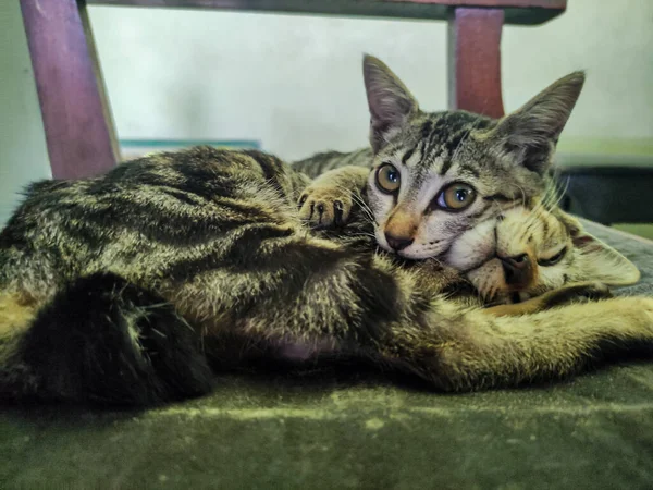 Zwei Verschlafene Zwillingskatzen Entspannen Zusammen Auf Dem Stuhl — Stockfoto