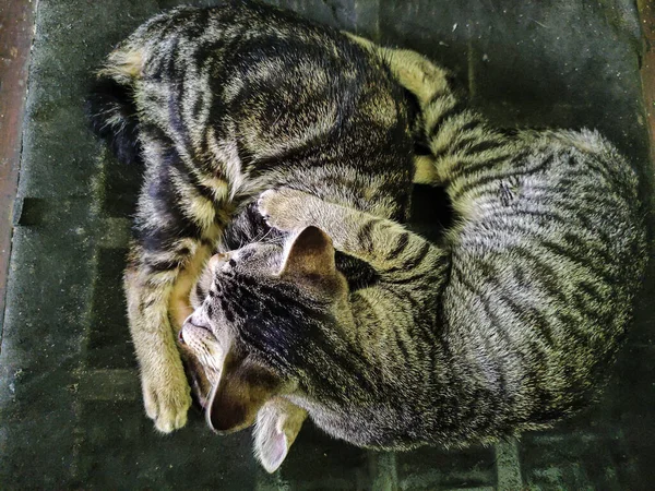 Zwei Verschlafene Zwillingskatzen Entspannen Zusammen Auf Dem Stuhl — Stockfoto