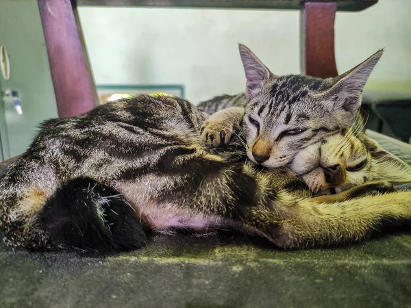 Two Sleepy Twin Cats Relaxing Together Chair — Stock Photo, Image
