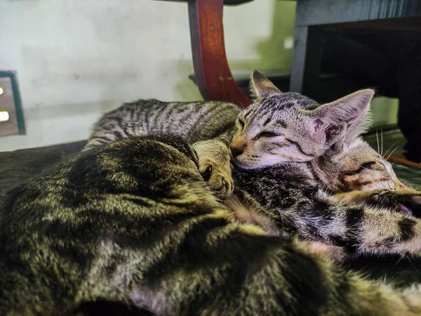 Dua Kucing Kembar Mengantuk Santai Bersama Kursi — Stok Foto
