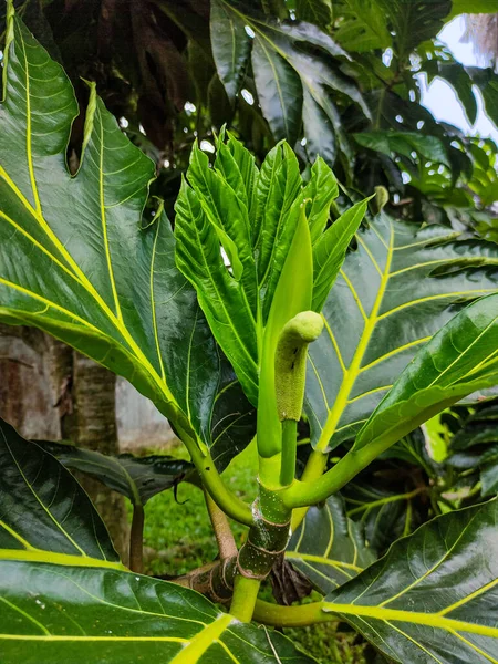 Close View Breadfruit Artocarpus Altilis Leaves People Fruit — Stock Photo, Image