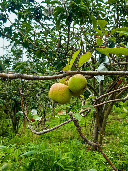 Malus Sylvestris Ευρωπαϊκό Μήλο Καβούρι Στην Ινδονησία Γνωστή Apel Malang — Φωτογραφία Αρχείου