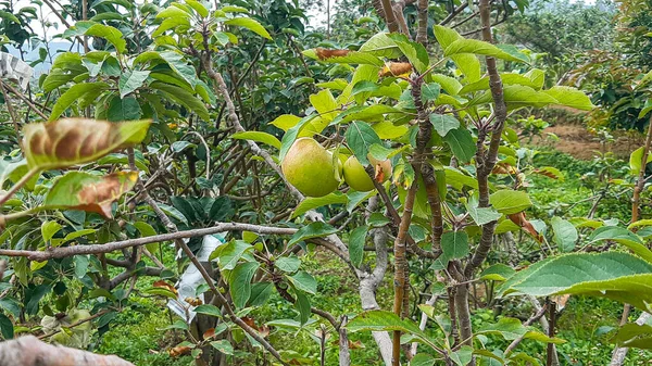Malus Sylvestris Ευρωπαϊκό Μήλο Καβούρι Στην Ινδονησία Γνωστή Apel Malang — Φωτογραφία Αρχείου