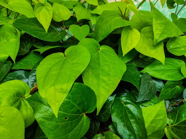 Bahçede Büyüyen Taze Yeşil Betel Piper Betle Yaprakları Seçici Odak — Stok fotoğraf