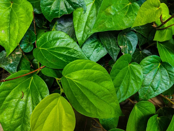 Bahçede Büyüyen Taze Yeşil Betel Piper Betle Yaprakları Seçici Odak — Stok fotoğraf