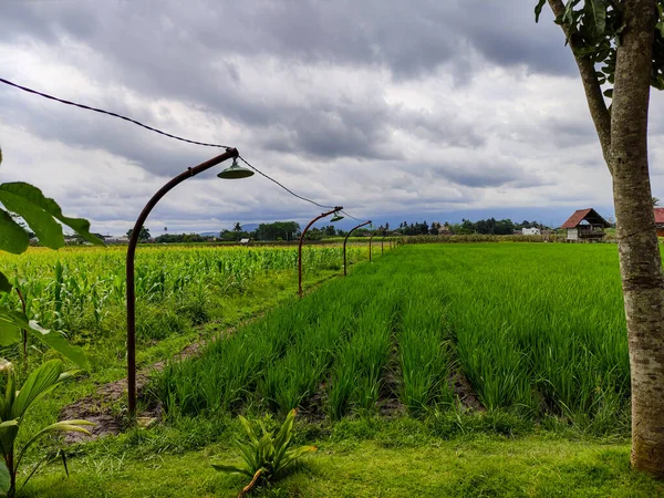 Вид Рисовых Кукурузных Полей Висячими Листьями — стоковое фото