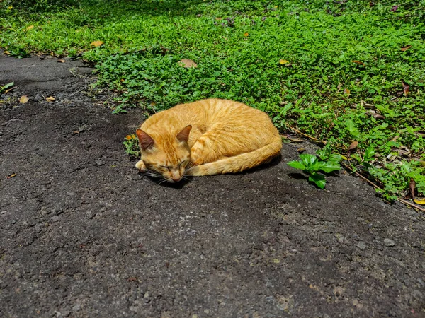 Ленивая Кошка Загорает Лежит Асфальте Возле Травы — стоковое фото