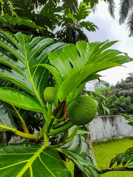 Baby Breadfruits Tree Green Leaves Garden Breadfruit Artocarpus Altilis Also — Stock Photo, Image