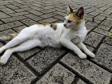 Sevimli beyaz bir kedi uzanıyor, dinleniyor ve sabah sıcak kaldırımda güneşleniyor.