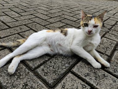 Sevimli beyaz bir kedi uzanıyor, dinleniyor ve sabah sıcak kaldırımda güneşleniyor.