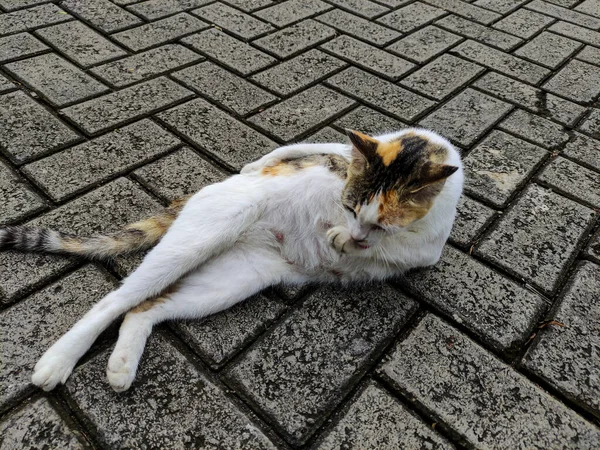 Lindo Gato Blanco Tumbado Relajándose Tomando Sol Cálido Pavimento Por — Foto de Stock