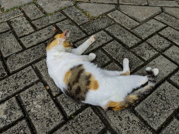 Een Schattige Witte Kat Liggend Ontspannen Zonnebaden Warme Stoep Ochtend — Stockfoto