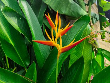 Heliconia psittacorum, bahçede güzel ve renkli bir çiçek. Sarı, kırmızı ve yeşil yapraklı bir çiçek. Seçici odak resmi