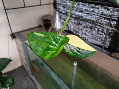 Philodendron veya Monstera Standleyana Variegata. Egzotik süs bitkisi. Yaprakların yakın görüntüsü, sürüngen bitki