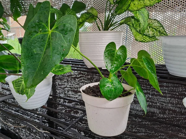 Anthurium Andraeanum One Air Cleaning Plant Green Heart Shaped Leaf Imágenes de stock libres de derechos
